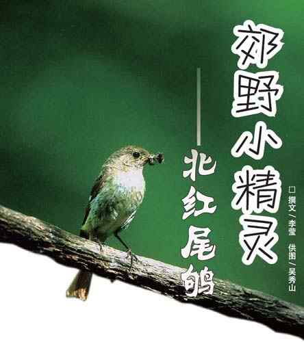 郊野小精灵—北红尾鸲