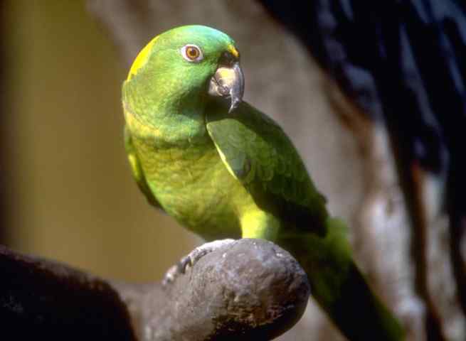 鹦鹉大全——黄颈亚马逊 Yellow-naped Amazon