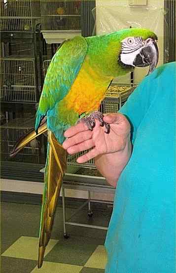 鹦鹉大全——米利戈德金刚鹦鹉(黄金军舰)