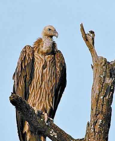 乌鲁木齐高山兀鹫聚集大峡谷
