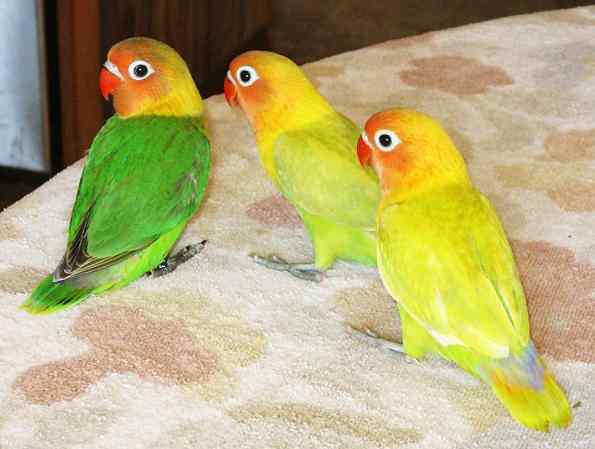 牡丹鹦鹉的养殖