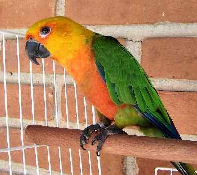 鹦鹉大全——珍达锥尾鹦鹉