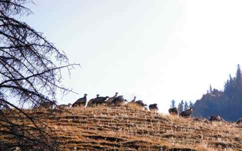 乌鲁木齐高山兀鹫聚集大峡谷
