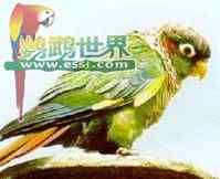 鹦鹉大全——棕胸锥尾鹦鹉