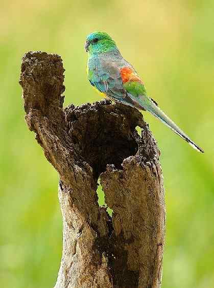 鹦鹉大全——帕勒尔红腰鹦鹉