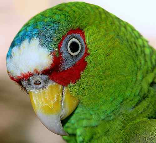 鹦鹉大全——白顶亚马逊 White-fronted Amazon