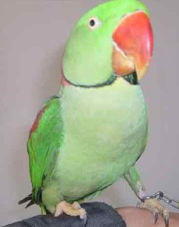 亚历山大鹦鹉喂苹果