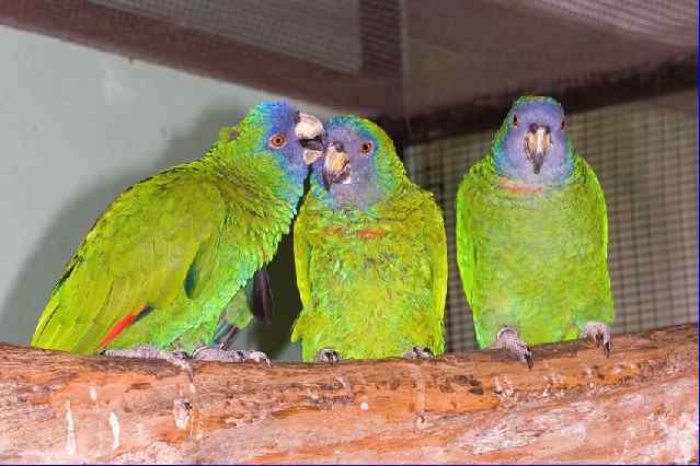 鹦鹉大全——红颈亚马逊