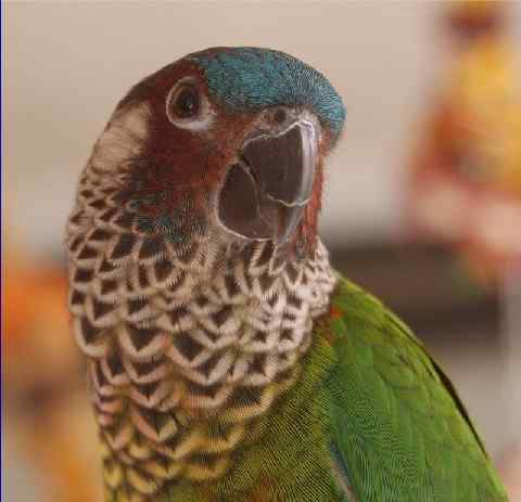 鹦鹉大全——彩绘锥尾鹦鹉 Painted Conure