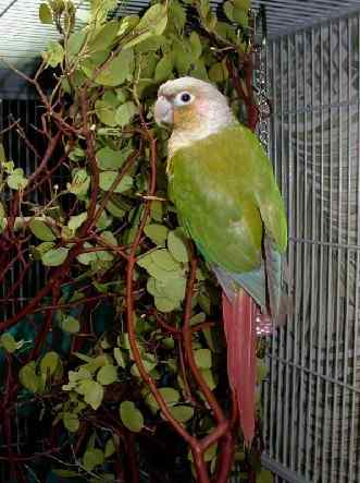 鹦鹉大全——绿颊锥尾鹦鹉