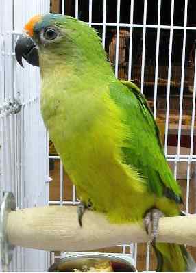 鹦鹉大全——紫颈吸蜜桃额锥尾鹦鹉