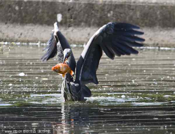 【组图】苍鹭连捕两条红色鲤鱼——锦鲤