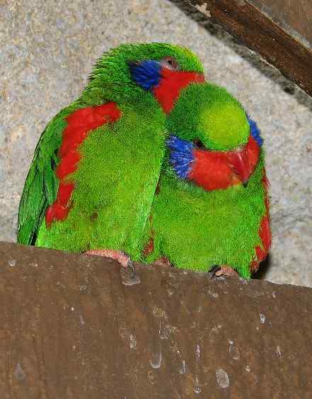 鹦鹉大全——红胁吸蜜鹦鹉