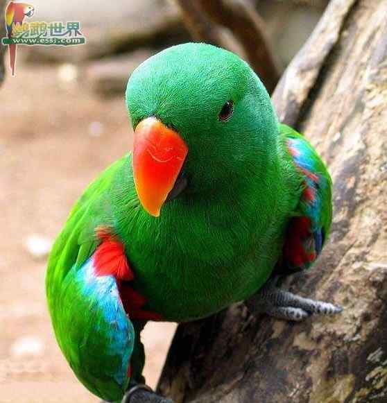 鹦鹉繁殖——孵化过程中的干扰