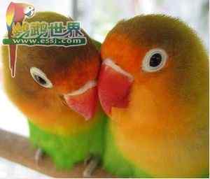 鹦鹉繁殖——交配、繁殖期间的食物营养