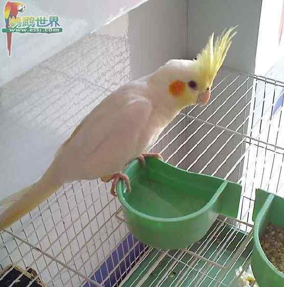 鹦鹉繁殖——育雏室