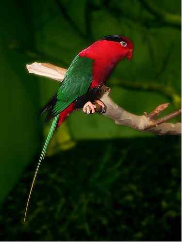 鹦鹉大全——巴布亚吸蜜鹦鹉