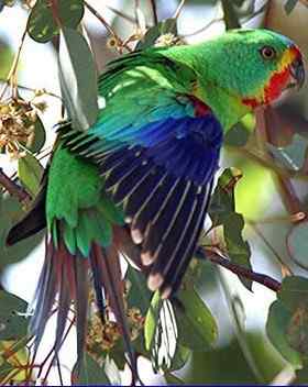 鹦鹉大全——快速鹦鹉 Swift Parrot