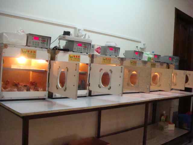 鹦鹉饲养——幼雏的保温