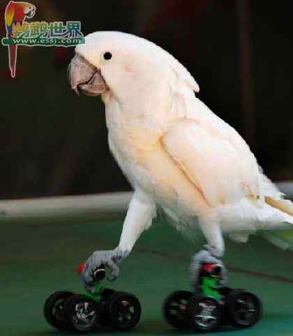 鹦鹉保育——清洁卫生