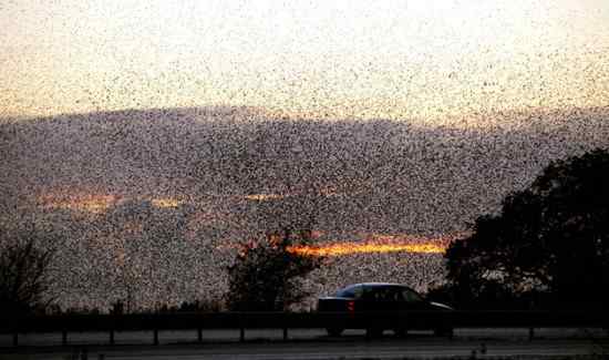 英国最濒危的物种之一 八哥兵团！精彩视频