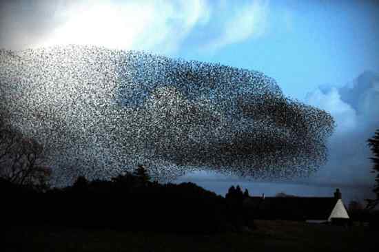 英国最濒危的物种之一 八哥兵团！精彩视频