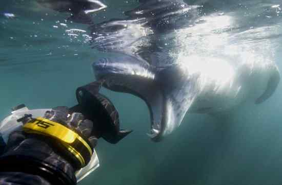 海豹玩弄猎物 可怜的企鹅 精彩视频