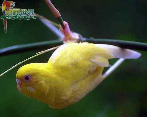 鹦鹉繁殖——巢箱、垫材和繁殖