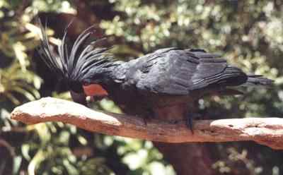 鹦鹉大全——范沃特氏棕榈凤头鹦鹉