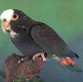 鹦鹉大全——白帽鹦鹉