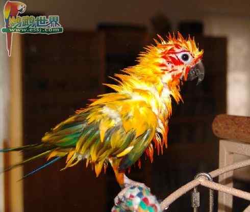 鹦鹉繁殖——建立鸟类育雏室