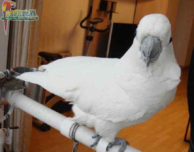 鹦鹉繁殖——孵蛋的注意事项