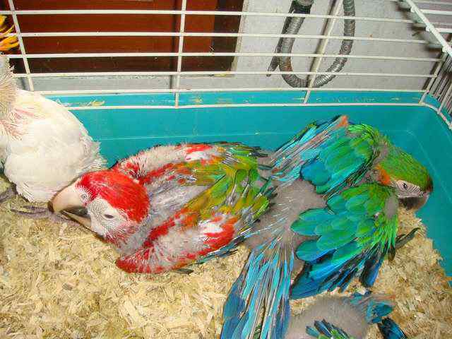 鸟友自己做的鹦鹉粮食 鸟友自己做的鹦鹉粮食