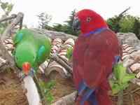 鹦鹉大全——红边or新几内亚折衷鹦鹉