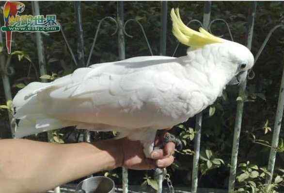 鹦鹉疾病——传染病——肾病