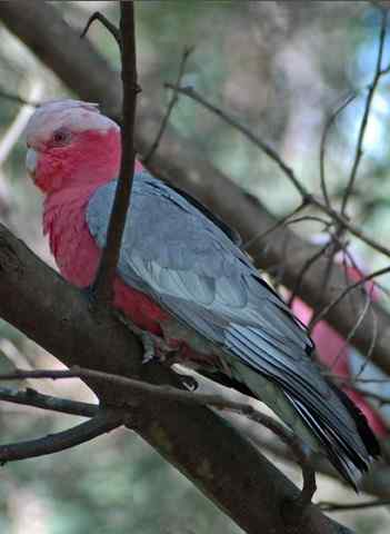 鹦鹉大全——粉红胸凤头鹦鹉 Rose-breasted Cockatoo