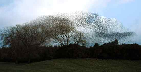 英国最濒危的物种之一 八哥兵团！精彩视频