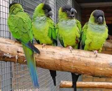 鹦鹉大全——南达锥尾鹦鹉