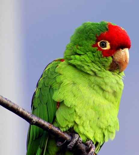 鹦鹉大全——红面具锥尾鹦鹉