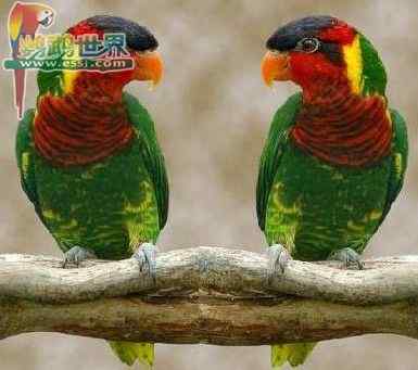 鹦鹉繁殖——挑选繁殖的种鸟