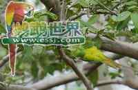 鹦鹉大全——橙顶锥尾鹦鹉