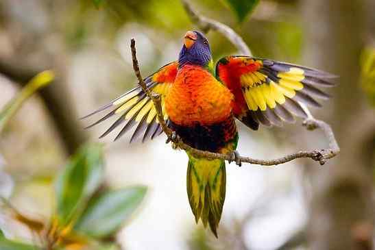 鹦鹉大全——彩虹吸蜜鹦鹉