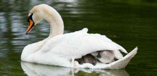 天鹅宝宝享受母爱 