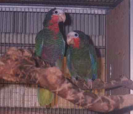 鹦鹉大全——西古巴亚马逊鹦鹉