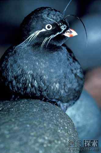 鸟类头部的羽毛具有触觉功能
