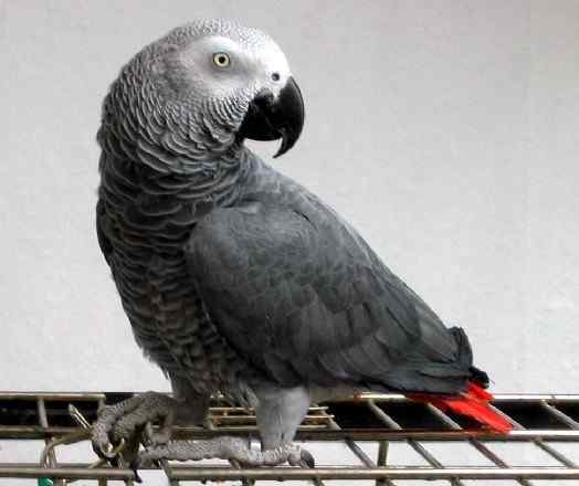 鹦鹉大全——非洲灰鹦鹉