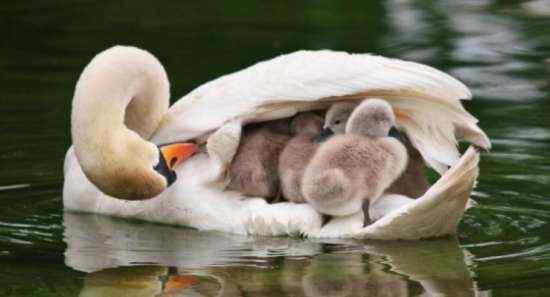 天鹅宝宝享受母爱 
