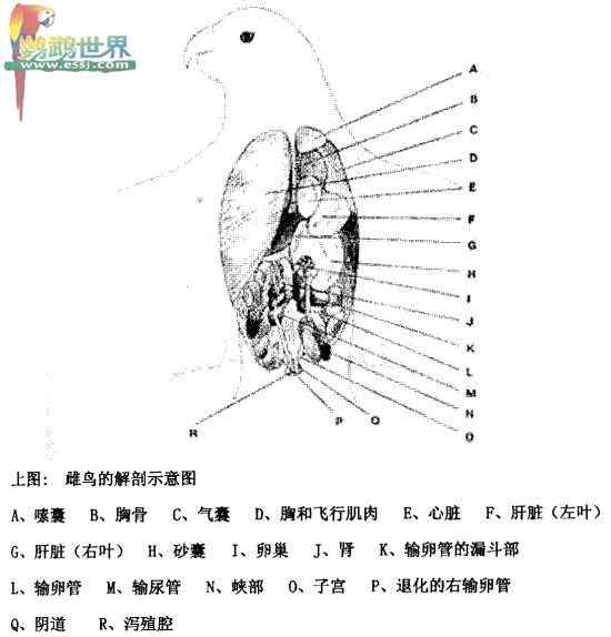 鹦鹉繁殖——孵蛋的任务 鹦鹉繁殖——孵蛋的任务