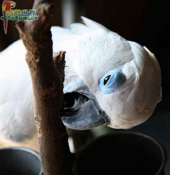 鹦鹉繁殖——消毒剂 鹦鹉繁殖——消毒剂