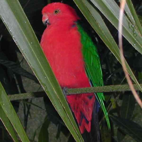 鹦鹉大全——安波伊那(摩鹿加)国王鹦鹉